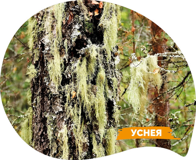 ������ ��������������� ���������� ����� � ��������� ����� 